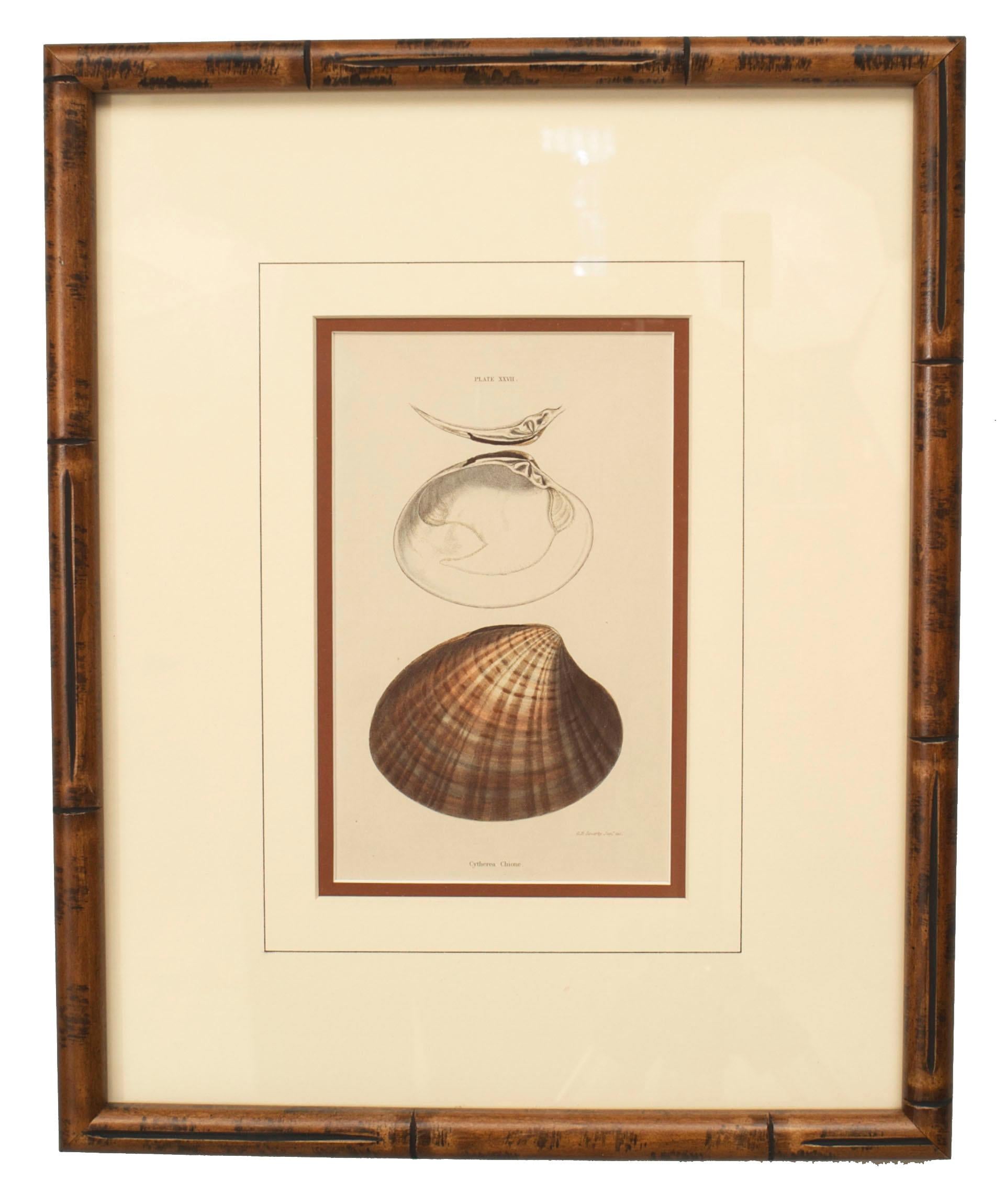 19th Century English Victorian Sea Shell Lithographs