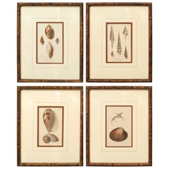 English Victorian Sea Shell Lithographs