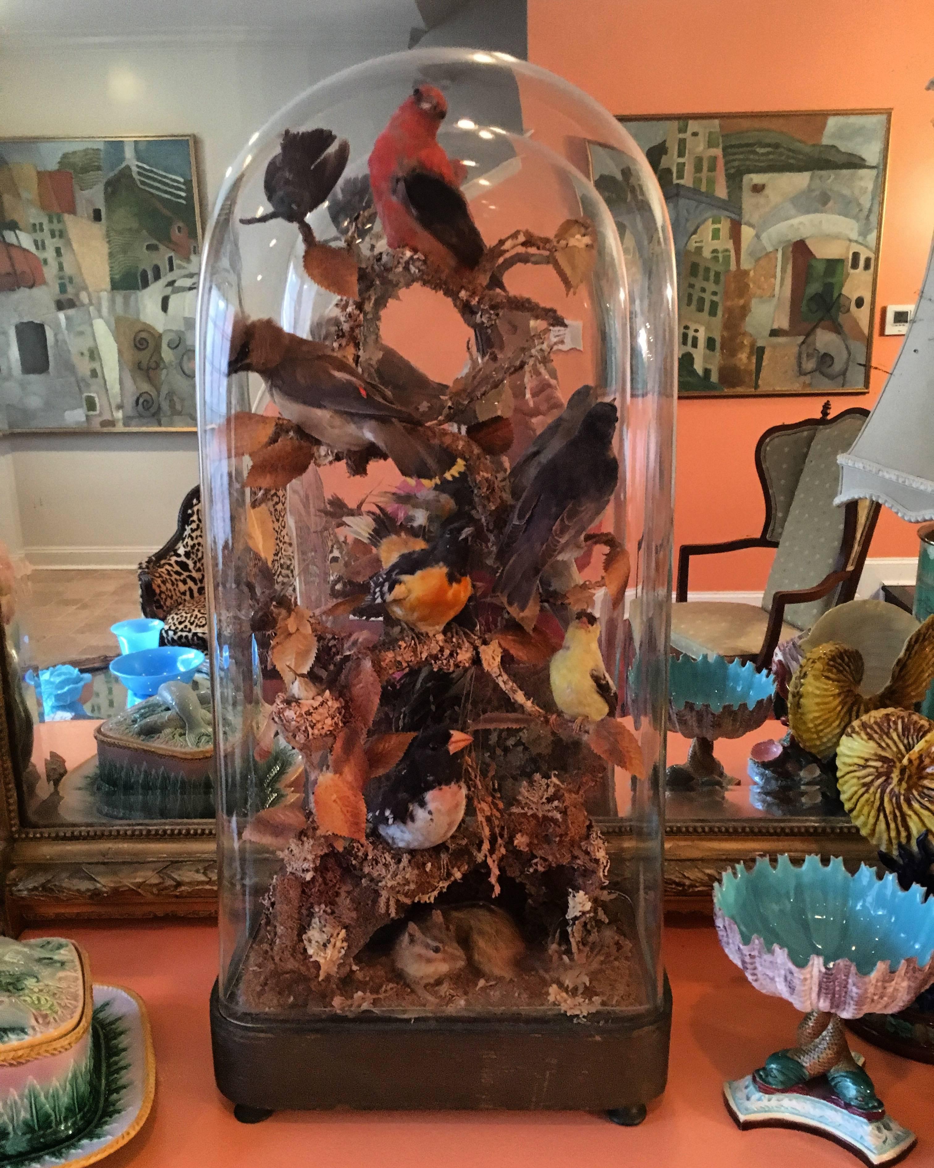 A fantastic Victorian Era bell jar diorama showing nine birds, a chipmunk and a turtle in a Habitat of branches, leaves and moss. There is a humming bird in it’s nest and other larger birds with brightly colored feathers. Made to be viewed from all
