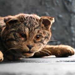 English Victorian Taxidermy Cat