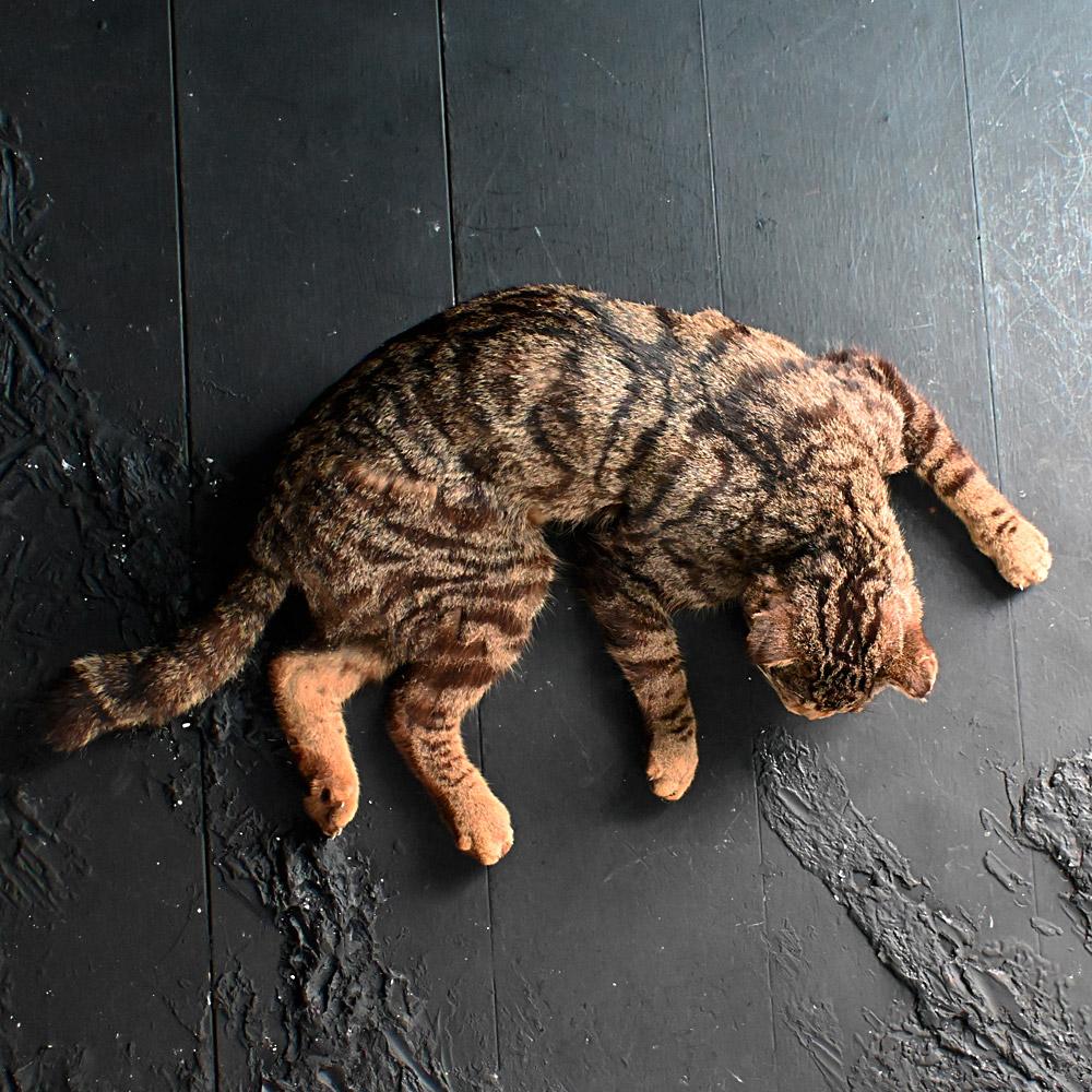 taxidermy cat tail
