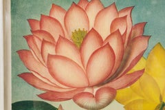 English Victorian "The Sacred Egyptian Bean" Flower Print