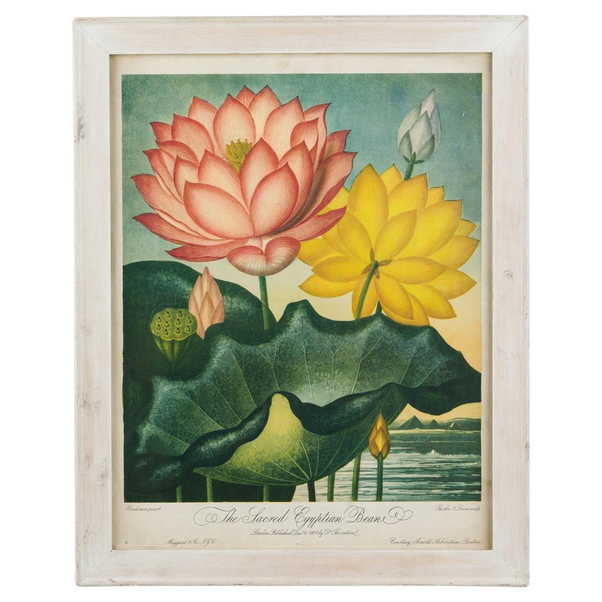English Victorian "The Sacred Egyptian Bean" Flower Print For Sale