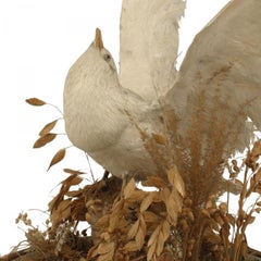 English Victorian White Dove Taxidermy
