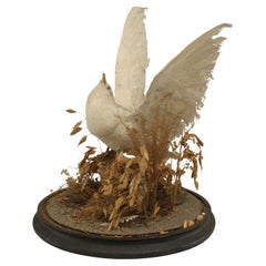 English Victorian White Dove Taxidermy