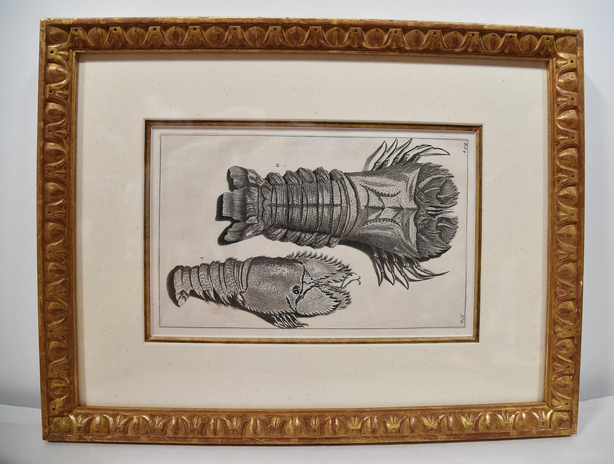 Six exquisitely framed sea life prints engraved by Maria Sybilla Merian from G.E. Rumphius, Amsterdam, circa 1800. A unique set of seven beautifully etched and engraved pieces that work well in a group placement setting. These pieces are almost