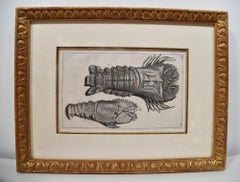 INCISIONI DI VITA MARINA DI MARIA SYBILIA MERIAN  [SET 6]  Circa 1800