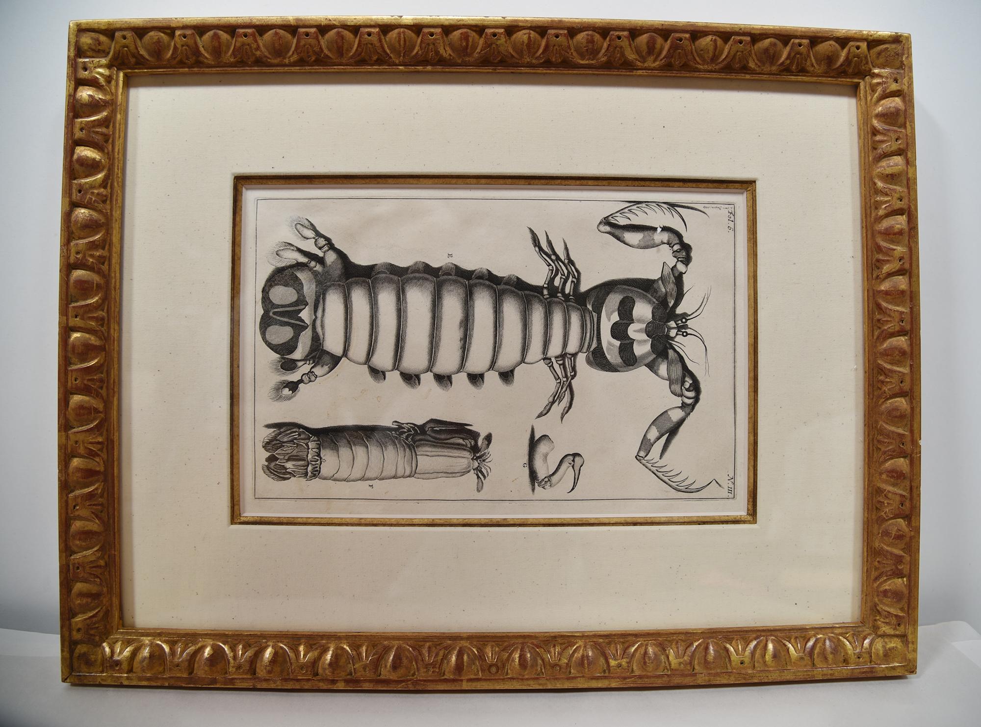  Engraved MARIA SYBILIA MERIAN - G. E. RUMPHIUS Sea Life Prints [Set of 7]  In Good Condition For Sale In Hawthorne, CA