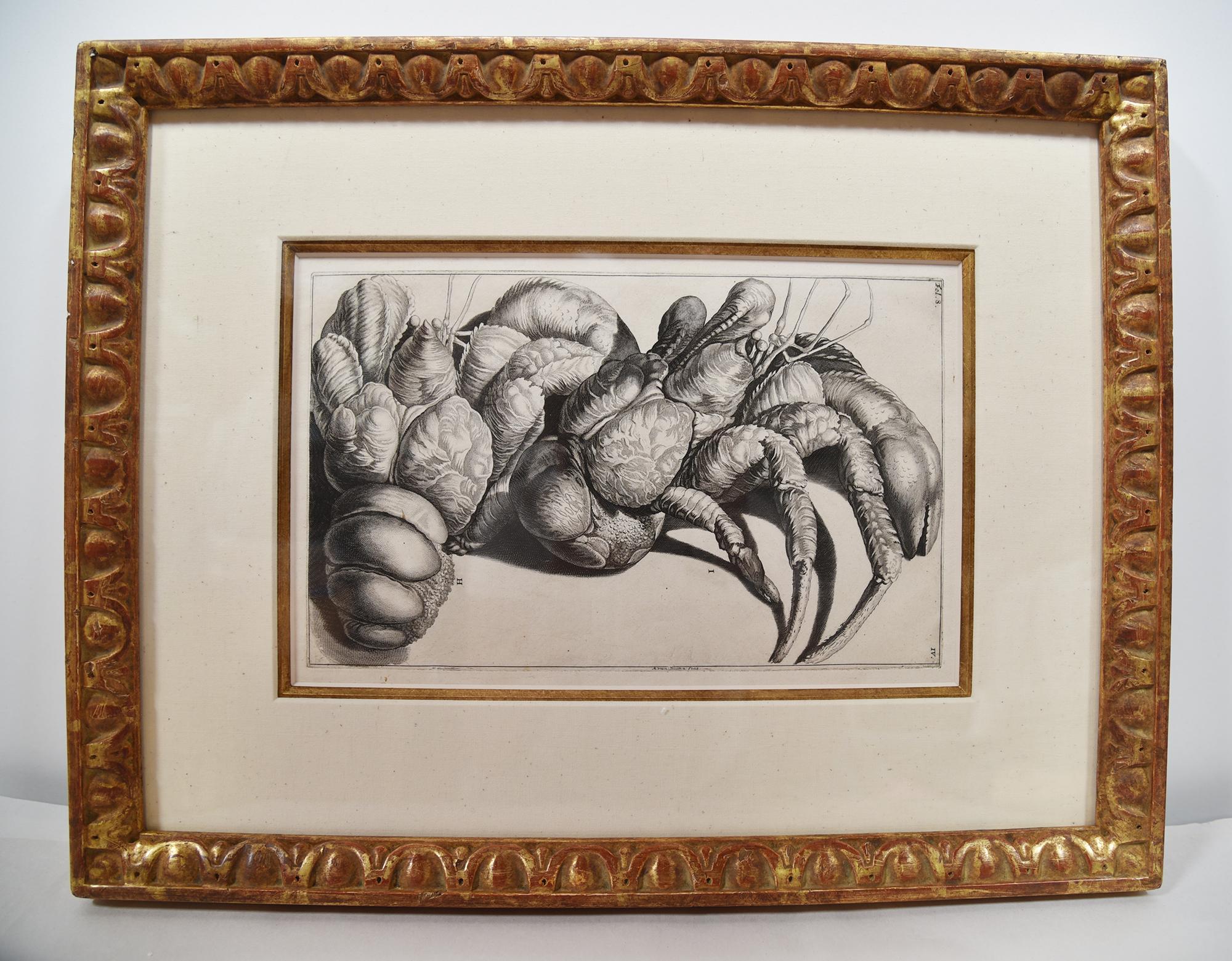18th Century  Engraved MARIA SYBILIA MERIAN - G. E. RUMPHIUS Sea Life Prints [Set of 7]  For Sale