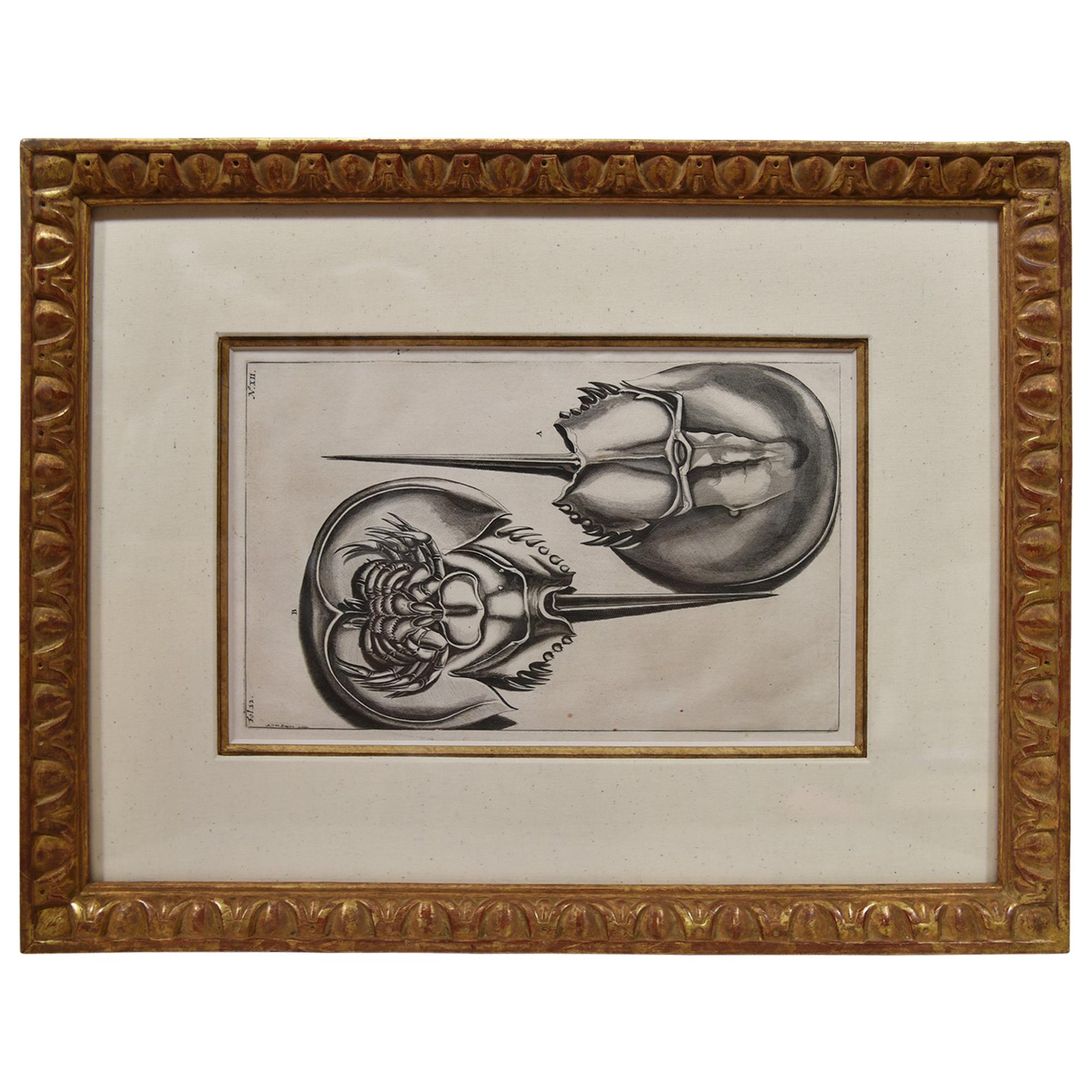  Engraved Maria Sybilla Merian - G. E. RUMPHIUS Sea Life Prints [Set of 6] 