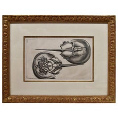  Grabado MARIA SYBILIA MERIAN - G. E. RUMPHIUS Sea Life Prints [Conjunto de 7] 