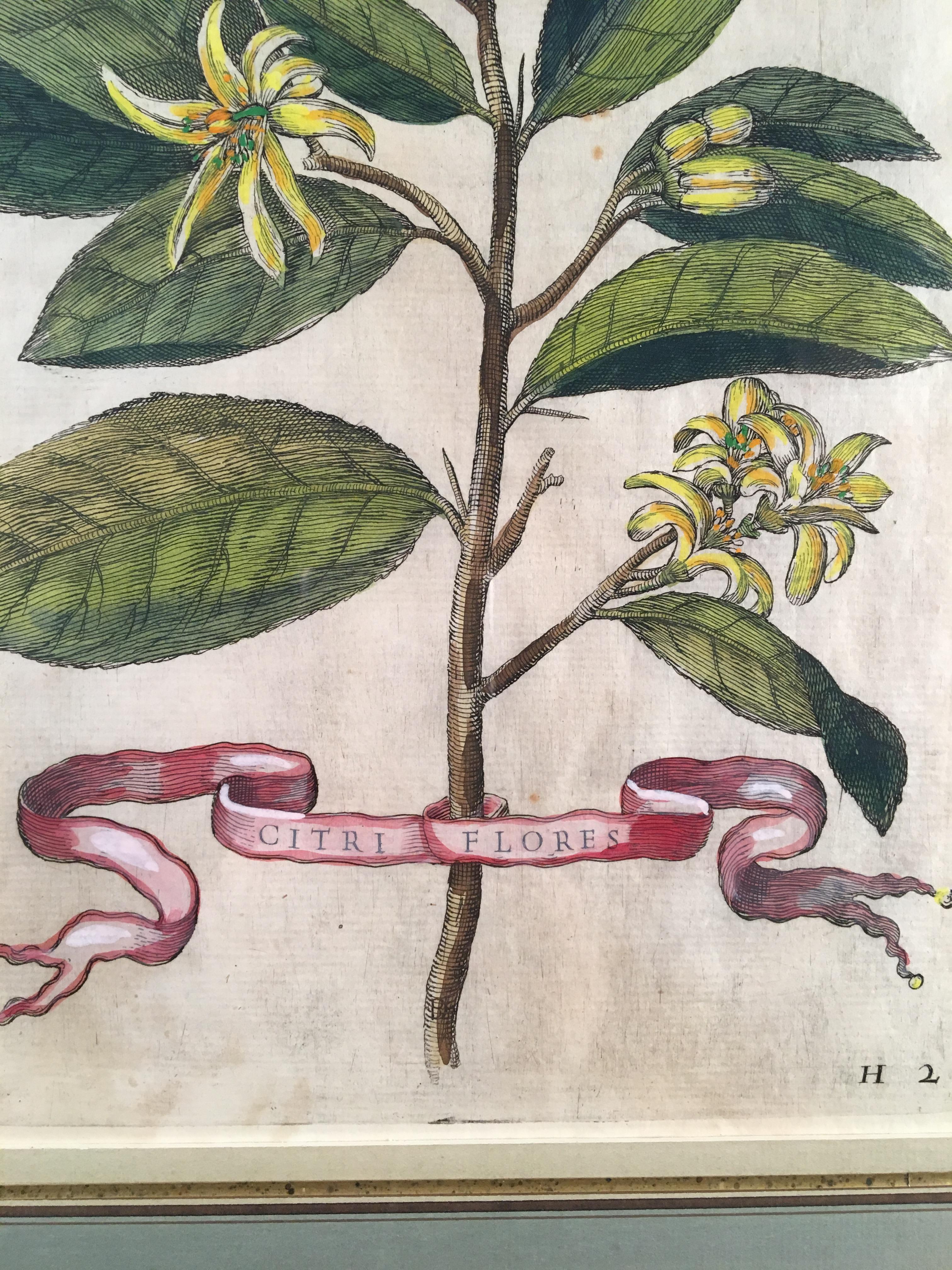 Antique copperplate engraving of Citrus Flowers by Giovanni Battista Ferrari (Siena, 1584 about - Siena, 1 February 1655) was a Jesuit and botanist. From Hesperides Sive de Malorum Aureorum Cultura et Usu Libri Quatuor[Hesperides, or Concerning the