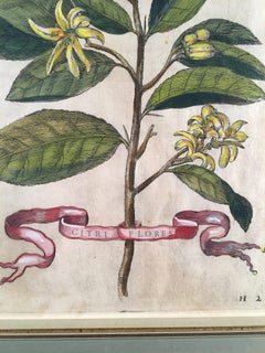 Engraving "Citri Flores" by Giovanni Battista Ferrari, 1655