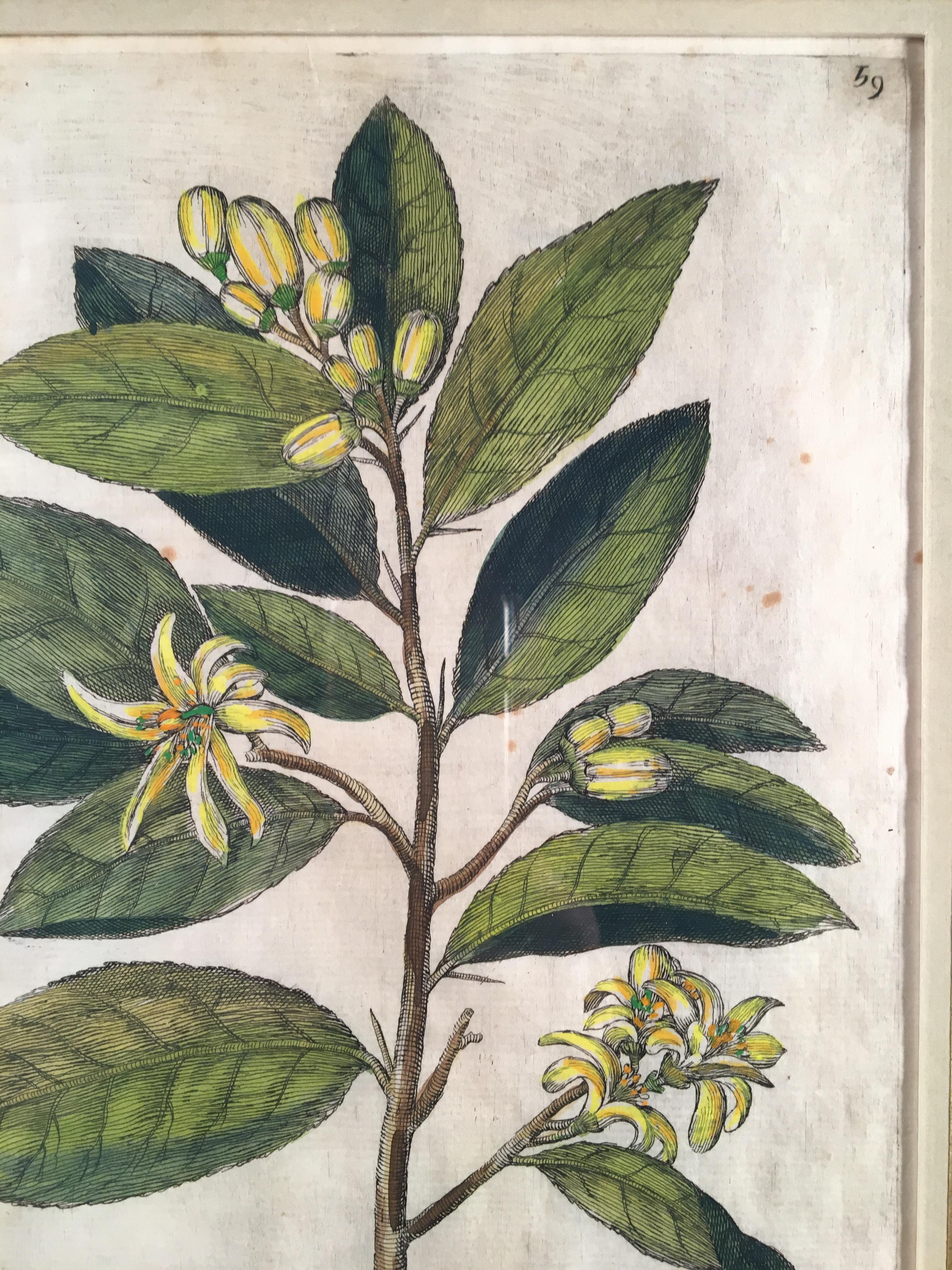 Baroque Engraving 