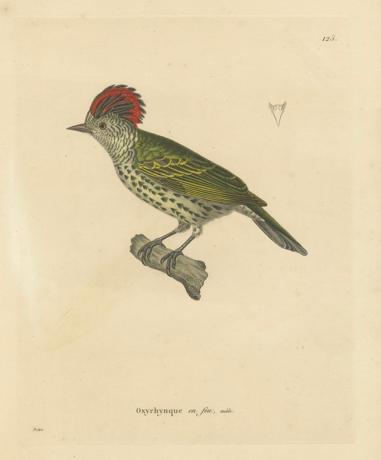Titre : Rare gravure du 19e siècle colorée à la main d'un pic à crête - Impression ornithologique exotique  

Description :  

Cette exquise gravure coloriée à la main, intitulée 