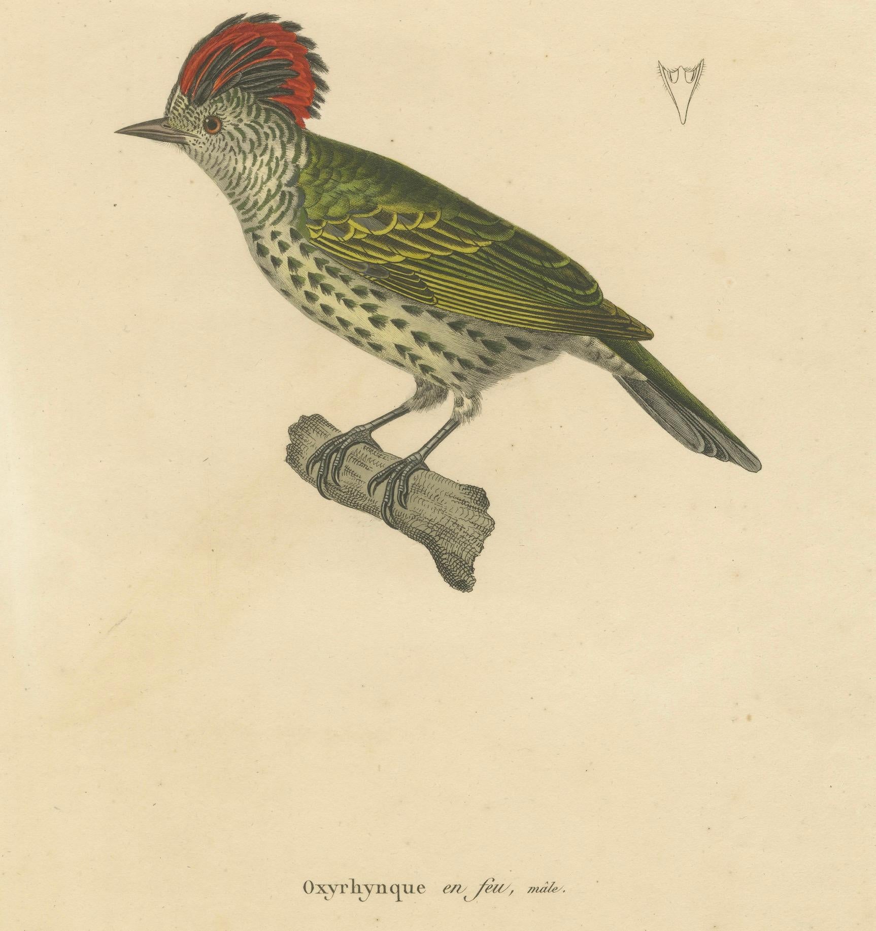 Gravé Gravure d'un pic huppé - Gravure ornithologique exotique, vers 1808 en vente