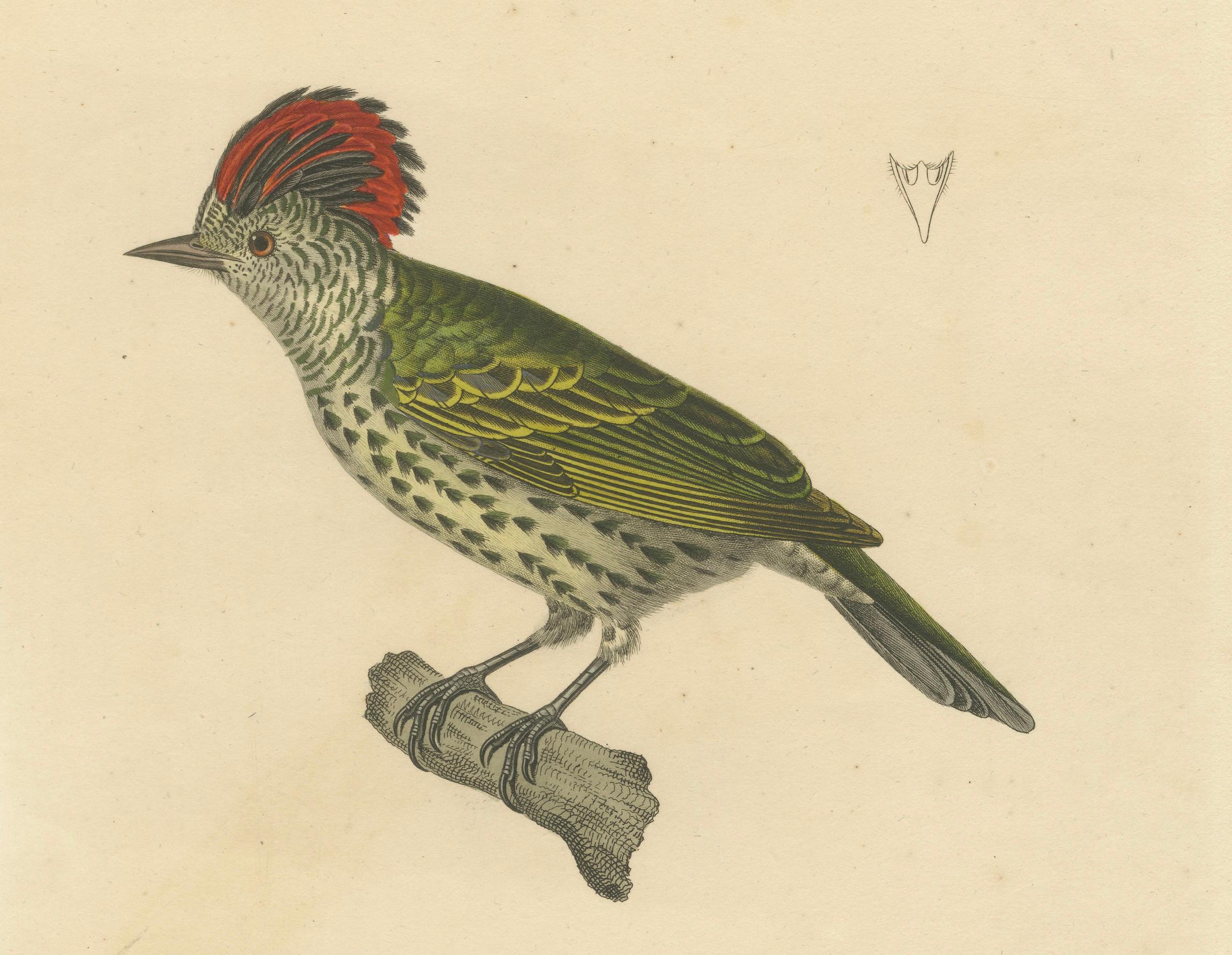 Gravure d'un pic huppé - Gravure ornithologique exotique, vers 1808 Bon état - En vente à Langweer, NL