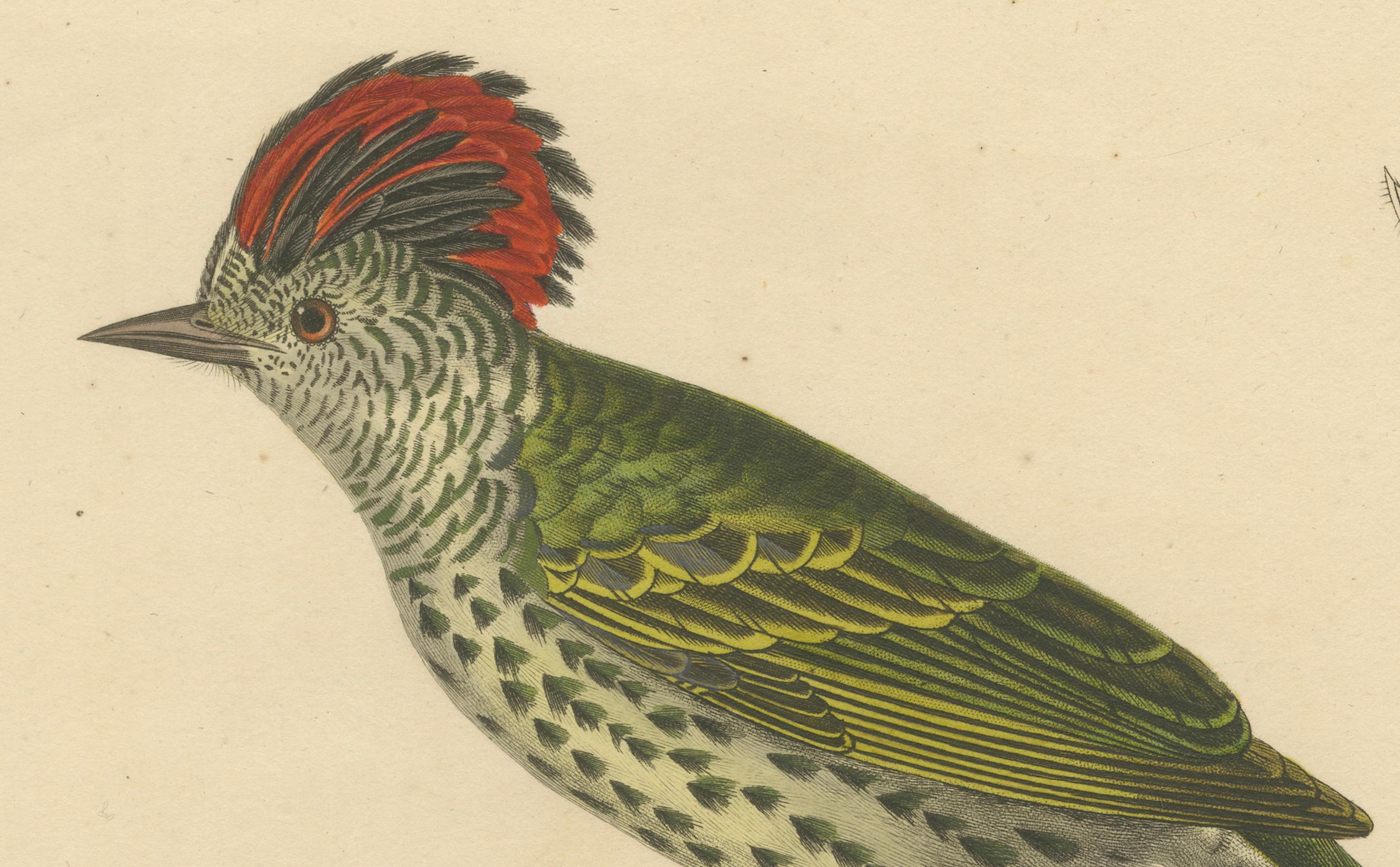 Début du XIXe siècle Gravure d'un pic huppé - Gravure ornithologique exotique, vers 1808 en vente