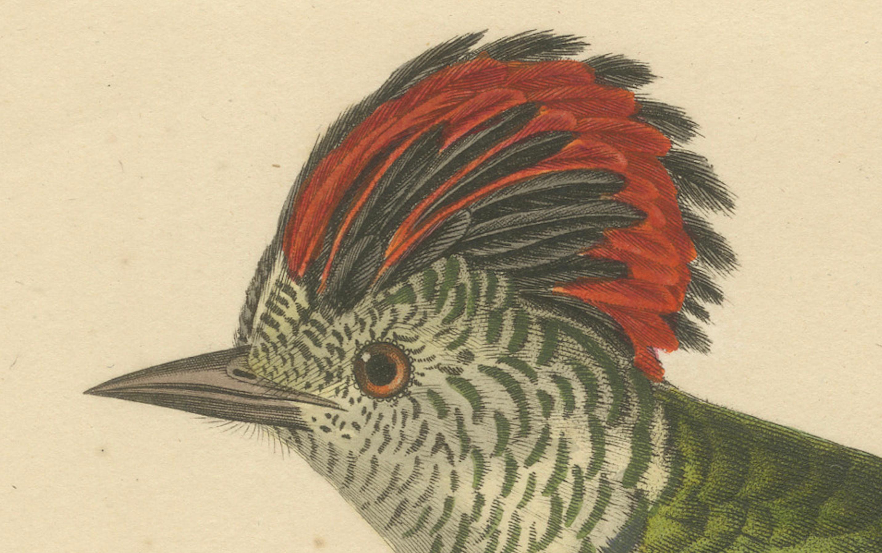 Papier Gravure d'un pic huppé - Gravure ornithologique exotique, vers 1808 en vente