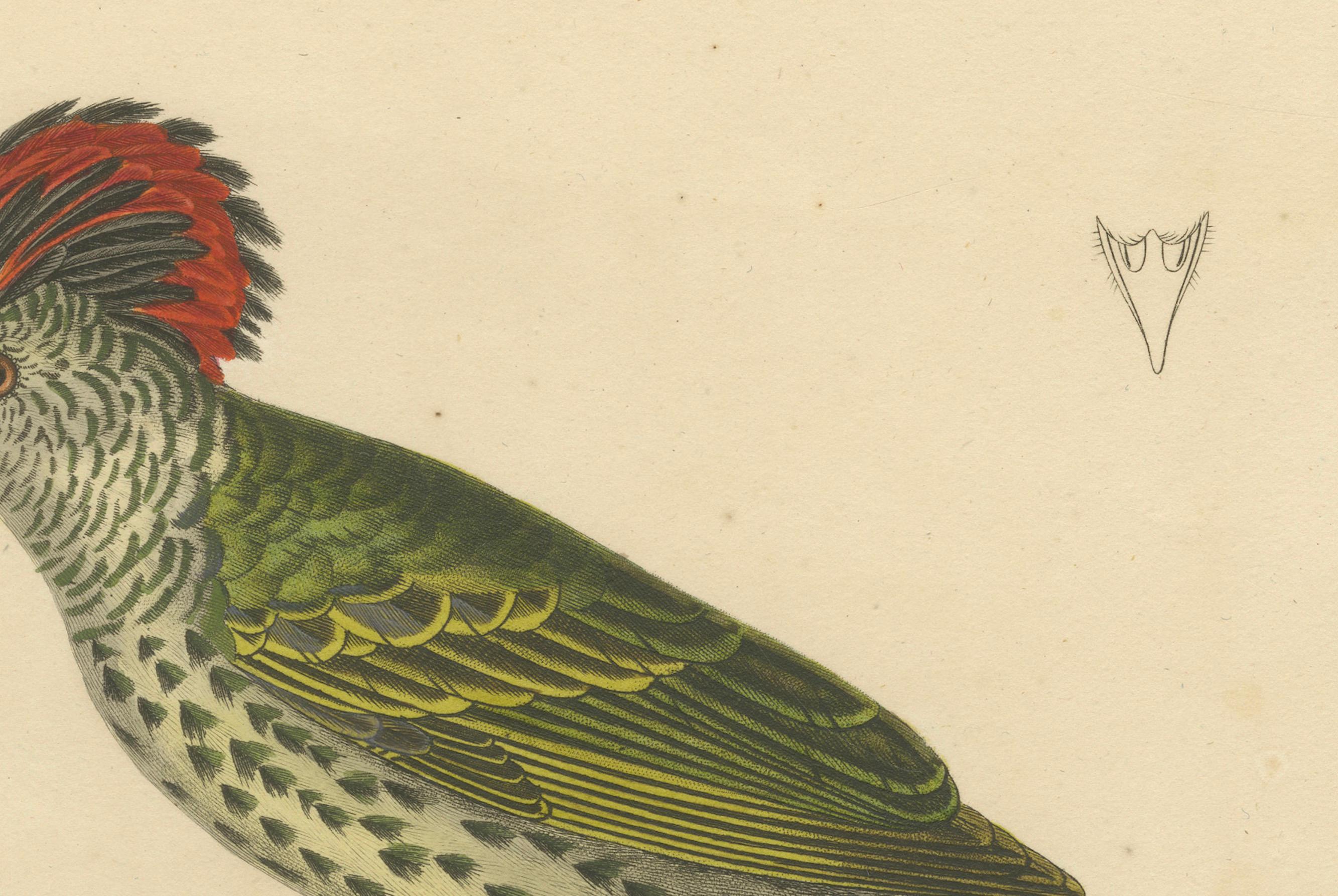 Gravure d'un pic huppé - Gravure ornithologique exotique, vers 1808 en vente 1