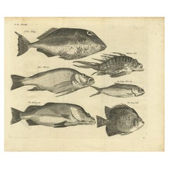 Antique Engraving of a Sea Hogg, Amboina Fish, Stone Bream, Indian Herring Etc, Ca. 1744