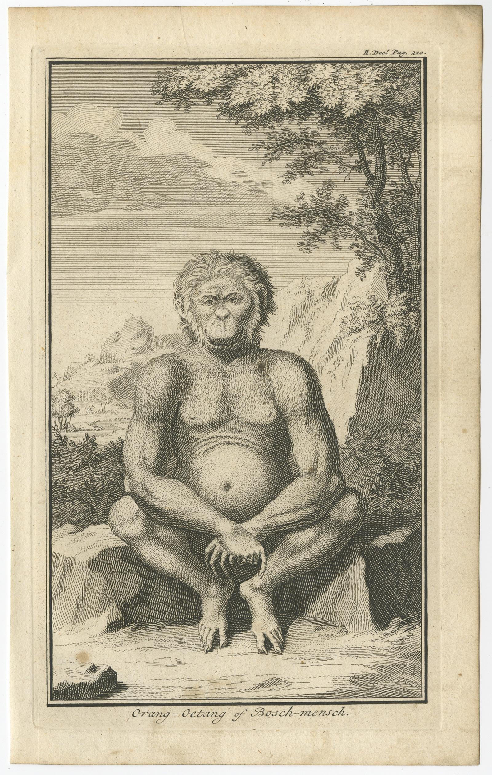 Antique print titled 'Orang-Oetang of Bosch-mensch'. This print depicts an Orang-Utan on Borneo or Sumatra, Indonesia. Originates from 'Hedendaagsche Historie, of tegenwoordige staat van alle volkeren' published by I. Tirion. 

Artists and