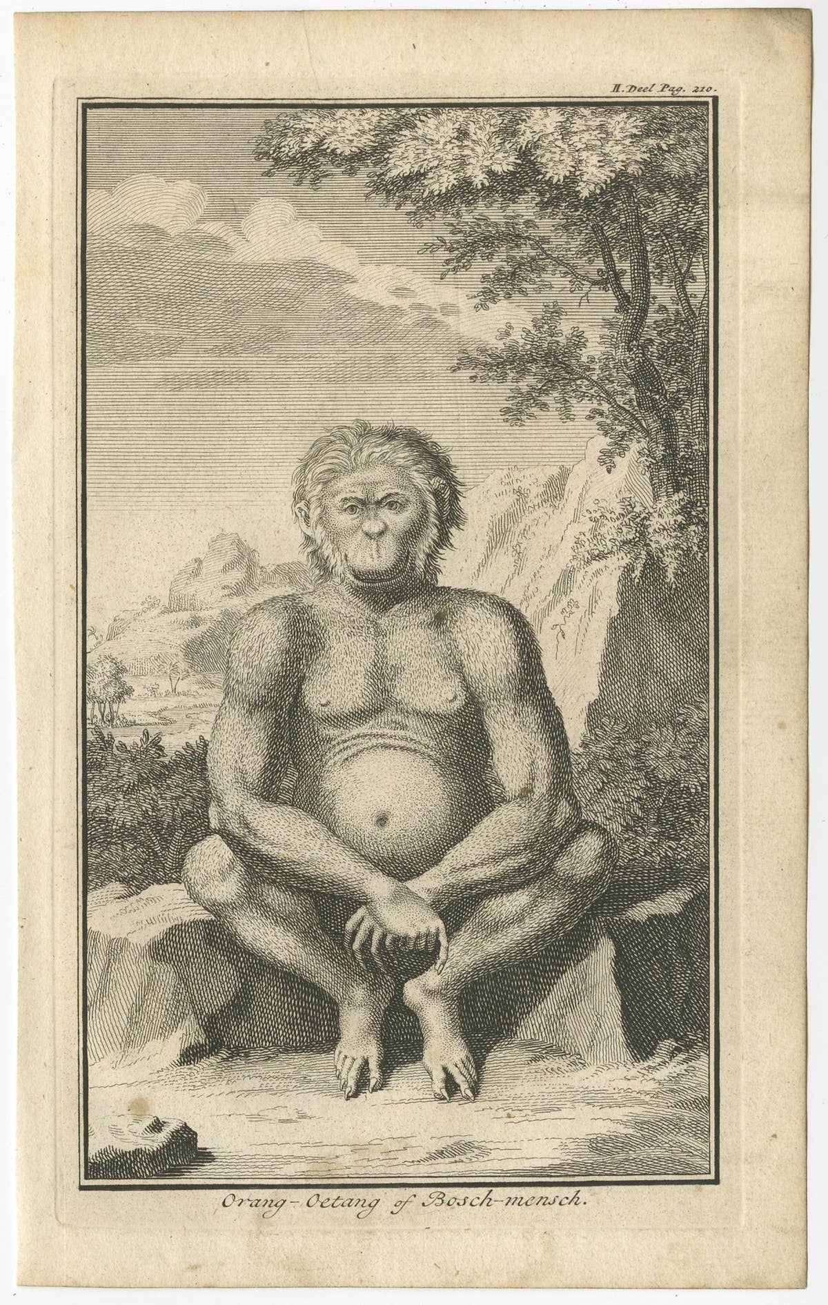 Engraving of an Orang-Utan on Borneo 'Kalimantan' or Sumatra, Indonesia, 1739