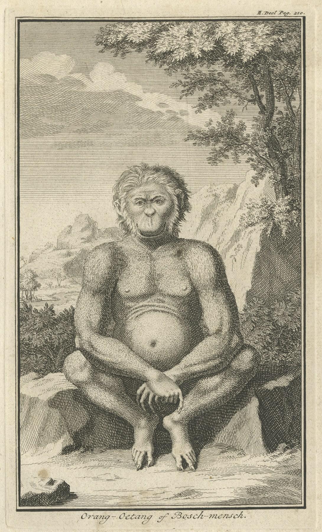 Engraving of an Orang-Utan on Borneo 'Kalimantan' or Sumatra, Indonesia, 1739 In Good Condition For Sale In Langweer, NL