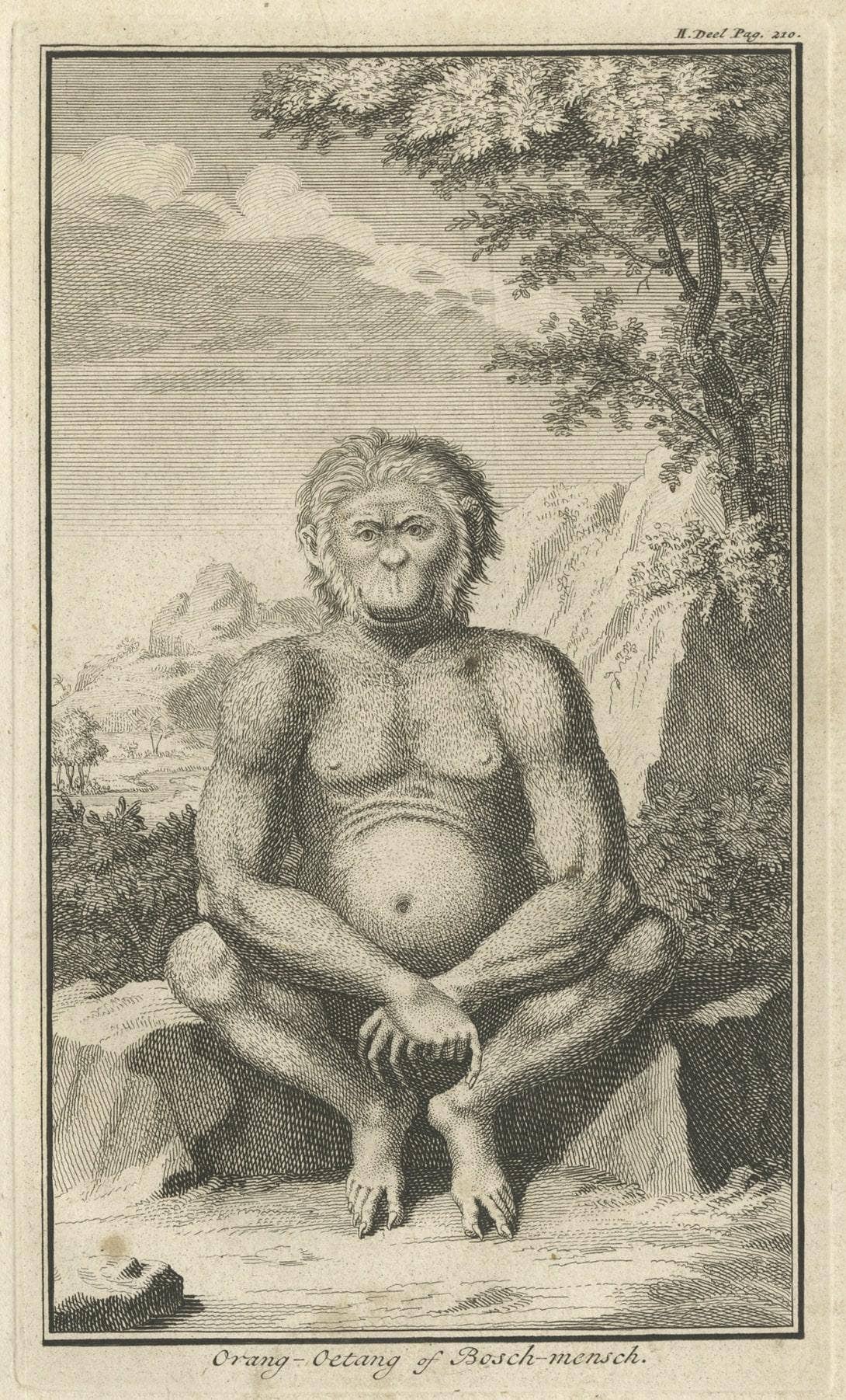 Engraving of an Orang-Utan on Borneo 'Kalimantan' or Sumatra, Indonesia, 1739