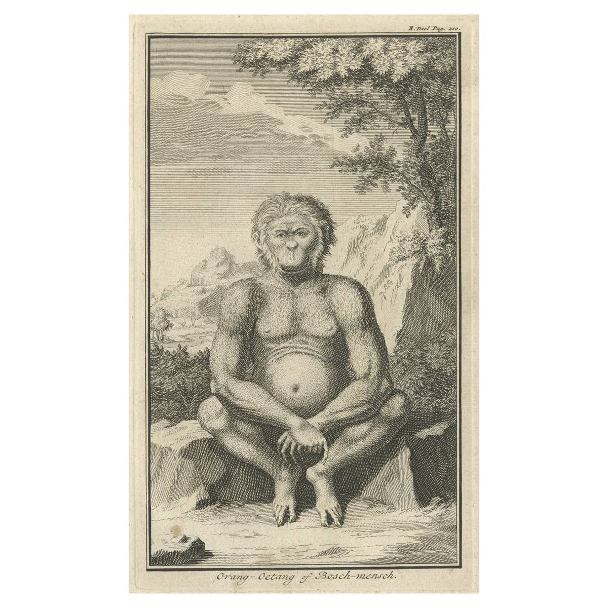 Engraving of an Orang-Utan on Borneo 'Kalimantan' or Sumatra, Indonesia, 1739