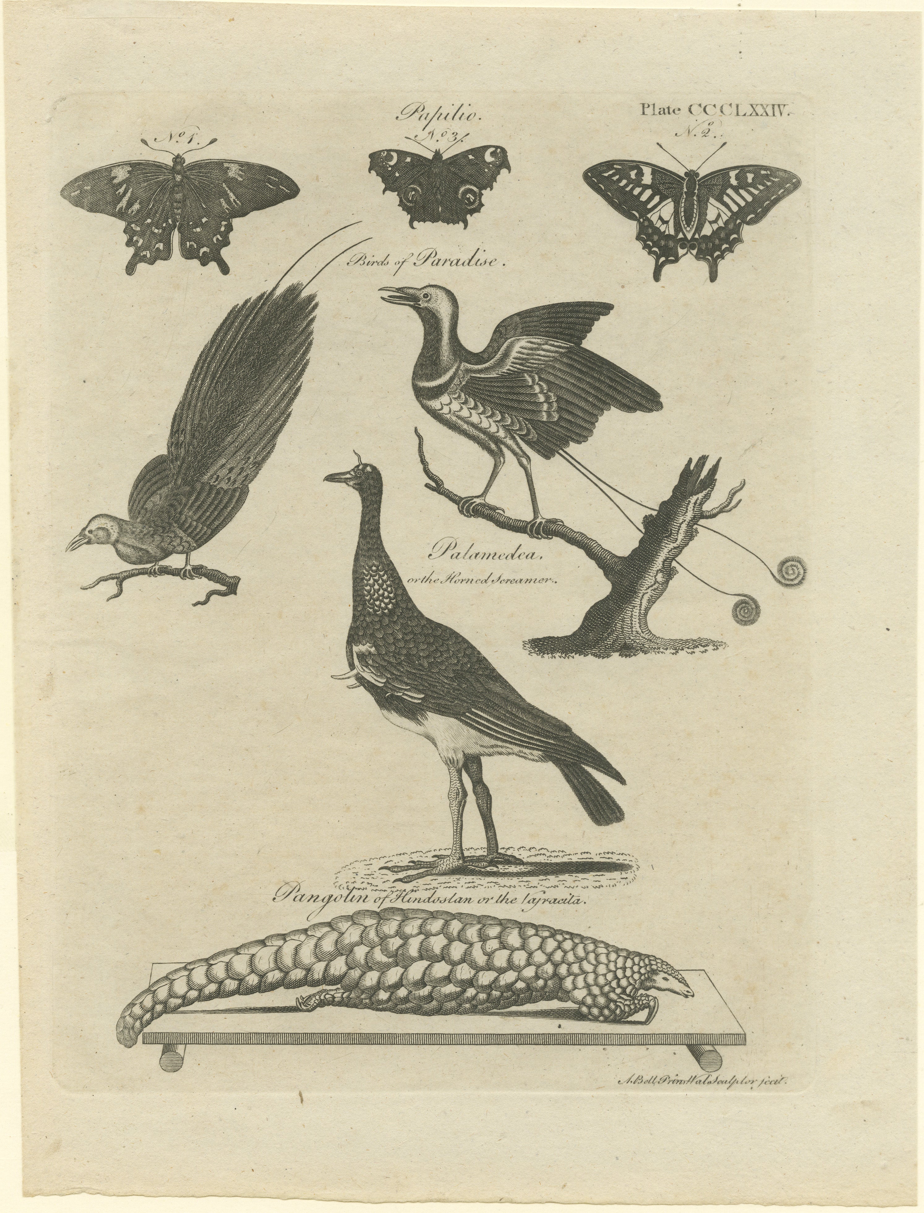 This image is a detailed illustration from an old scientific or natural history text, featuring various animals. Here's a description of the image:

1. Butterflies: At the top, there are two butterflies labeled 