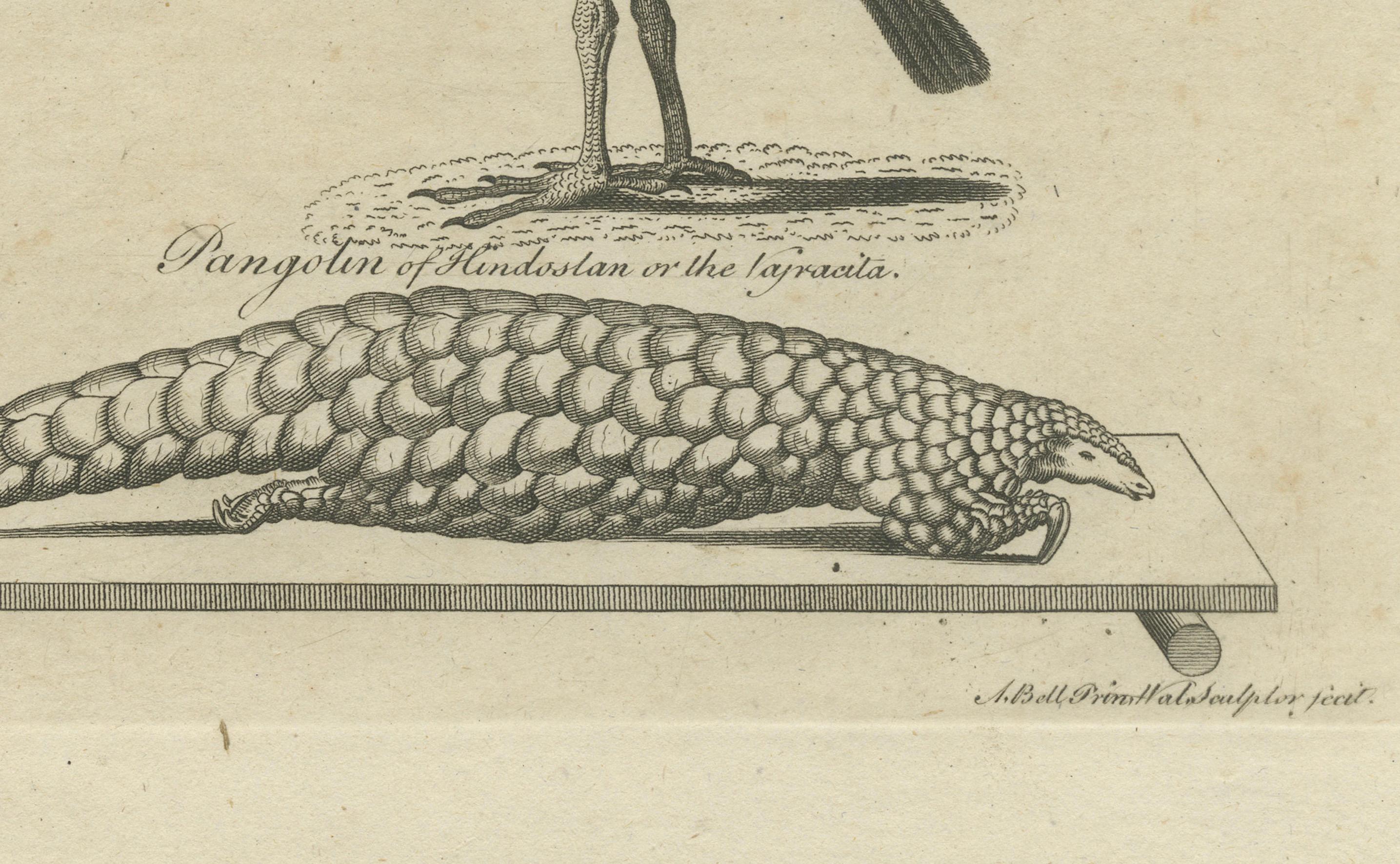 Engraved Engraving of Butterflies, Birds of Paradise, Horned Screamer, Pangolin, ca.1800 For Sale