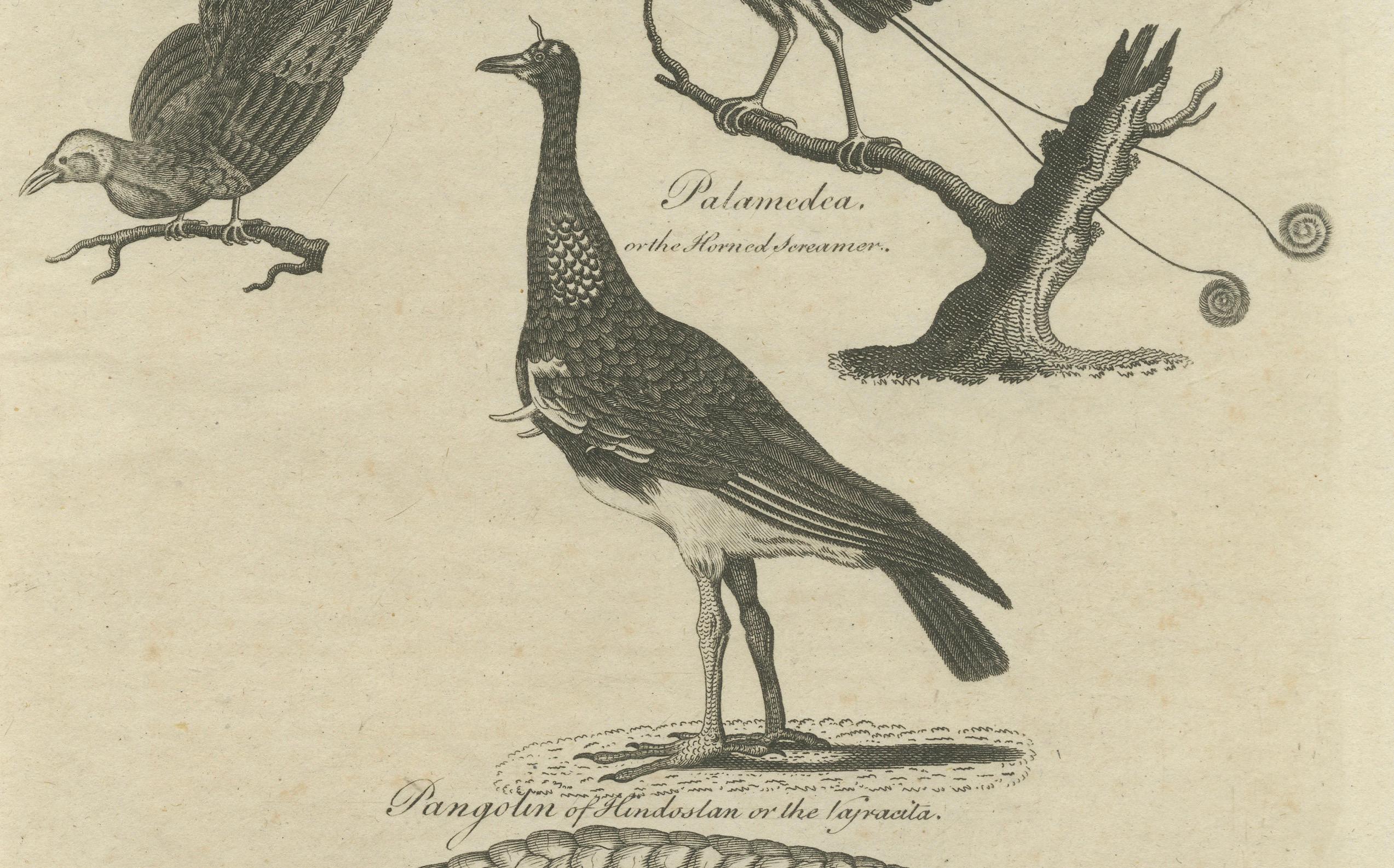 Engraving of Butterflies, Birds of Paradise, Horned Screamer, Pangolin, ca.1800 In Good Condition For Sale In Langweer, NL
