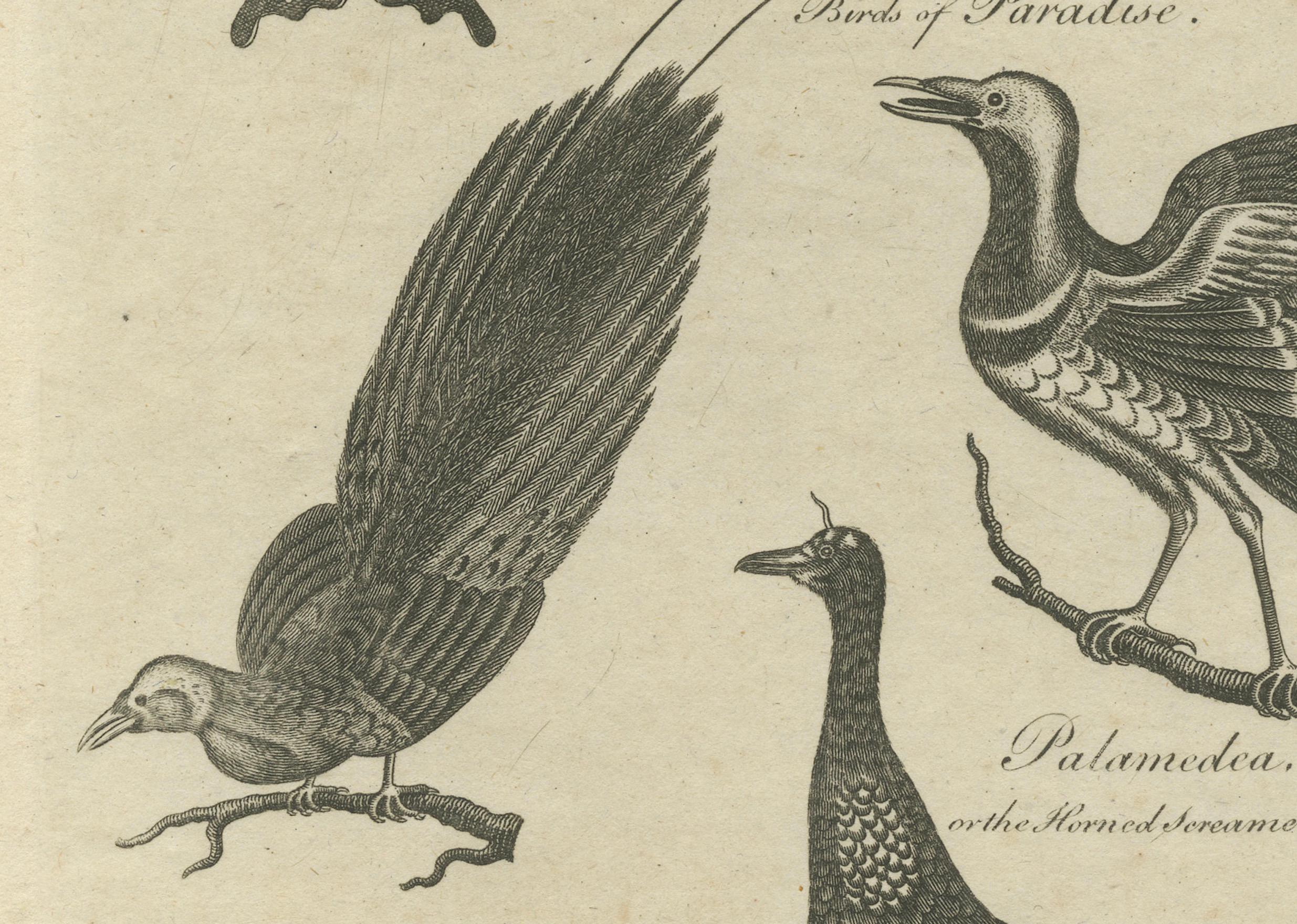 Early 19th Century Engraving of Butterflies, Birds of Paradise, Horned Screamer, Pangolin, ca.1800 For Sale