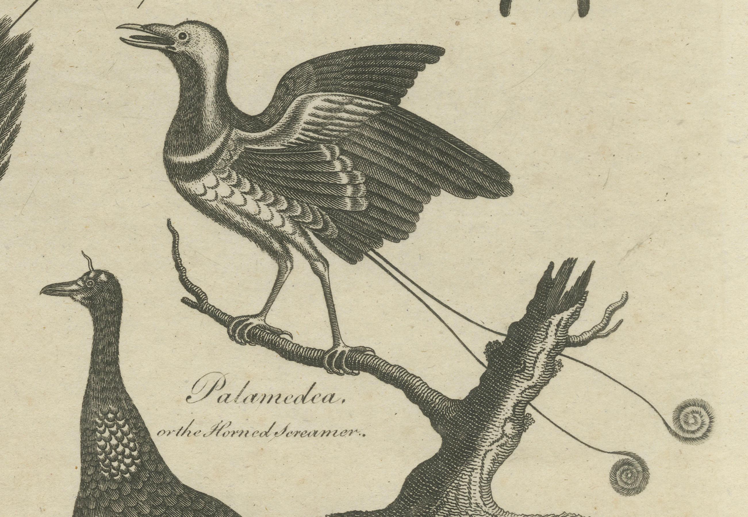 Engraving of Butterflies, Birds of Paradise, Horned Screamer, Pangolin, ca.1800 For Sale 1
