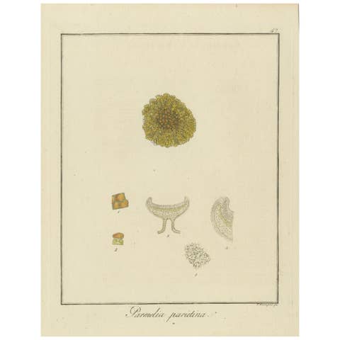 Engraving of Common Orange Lichen, Parmelia parietina, Published in 1819