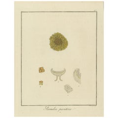 Incisione del lichene arancione comune, Parmelia parietina, pubblicata nel 1819