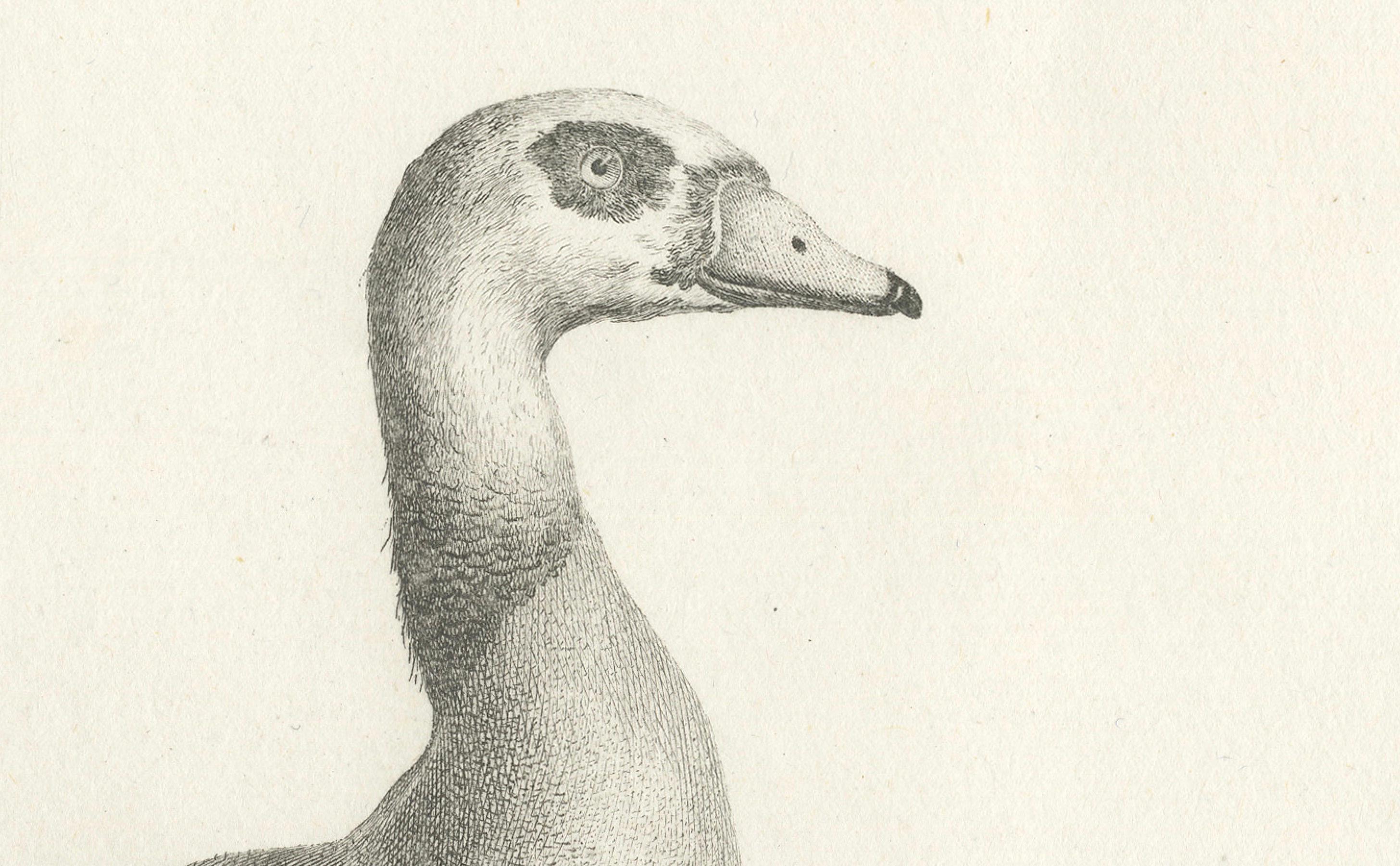 Cette gravure, intitulée *Anas Aegyptiaca - L'Oie d'Égypte*, représente l'oie d'Égypte, scientifiquement connue sous le nom de *Alopochen aegyptiaca*. 

L'artiste est Nicolas Maréchal, et la gravure a été réalisée par A.I.C. Miger, tous deux actifs