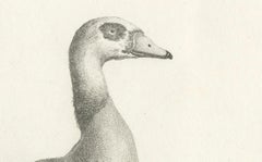 Engraving of Egyptian Goose by Nicolas Maréchal and S.C. Miger, 1808