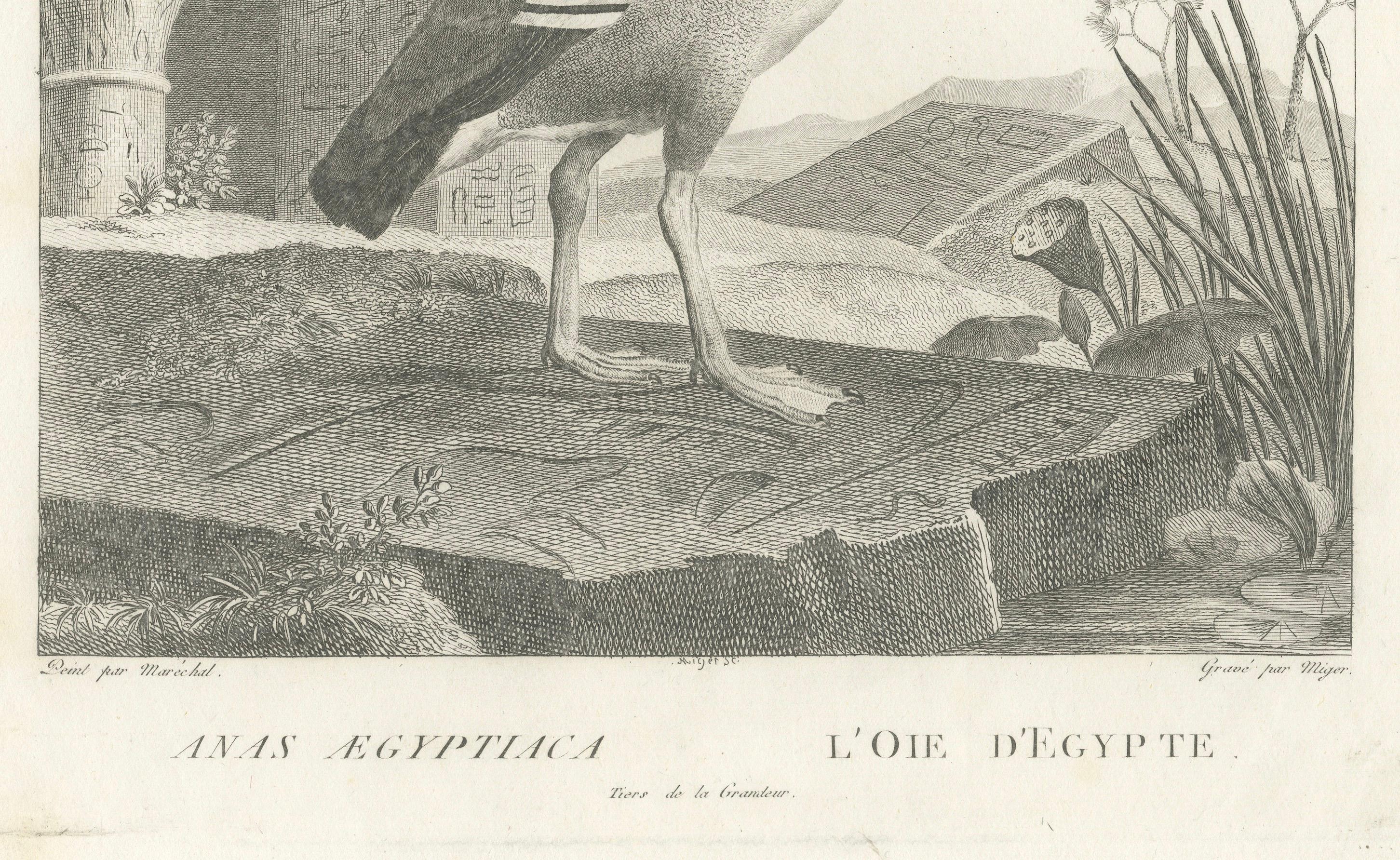 Gravé Gravure de l'oie égyptienne par Nicolas Maréchal et A.I.C. Miger, 1808 en vente