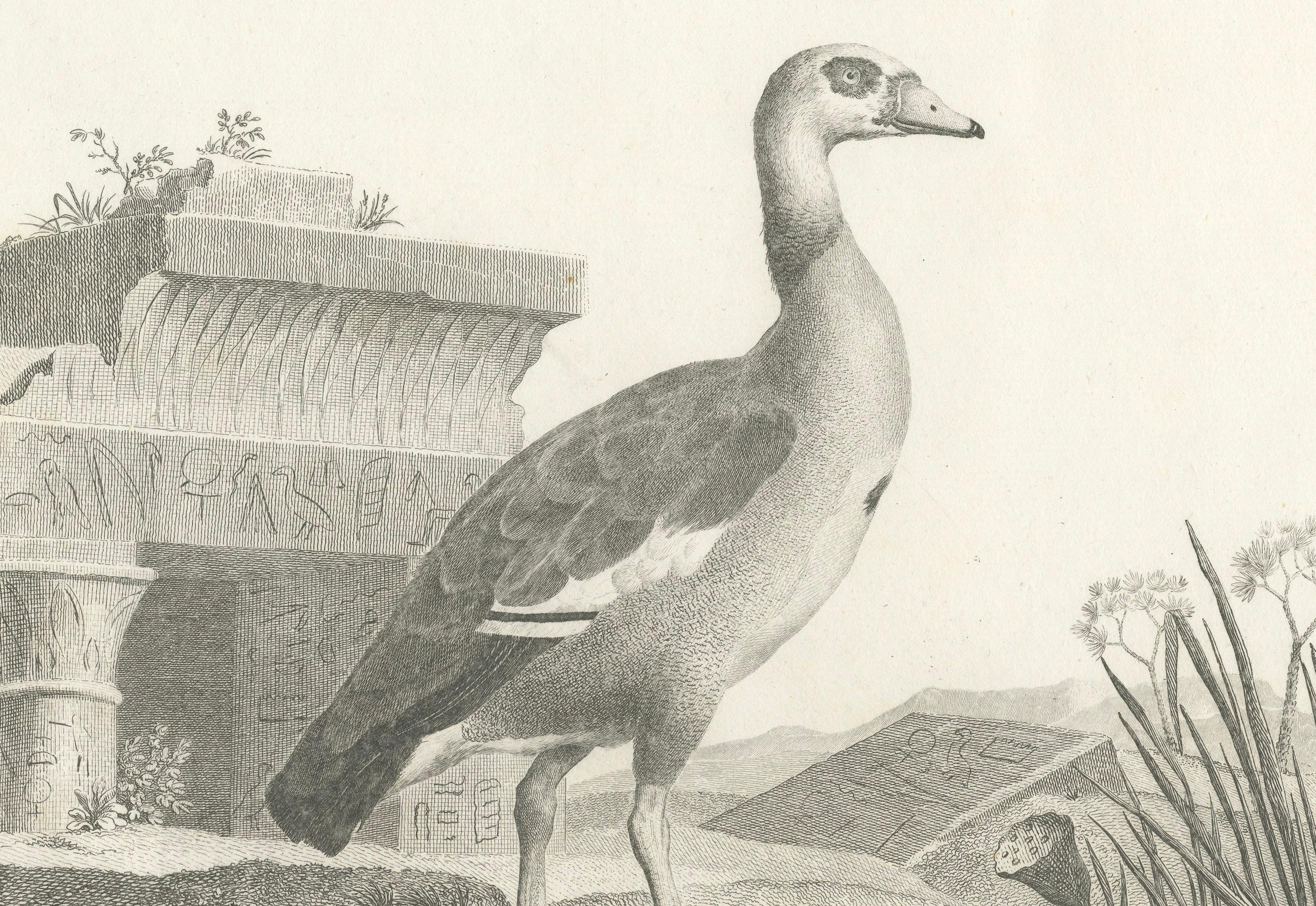 Gravure de l'oie égyptienne par Nicolas Maréchal et A.I.C. Miger, 1808 Bon état - En vente à Langweer, NL
