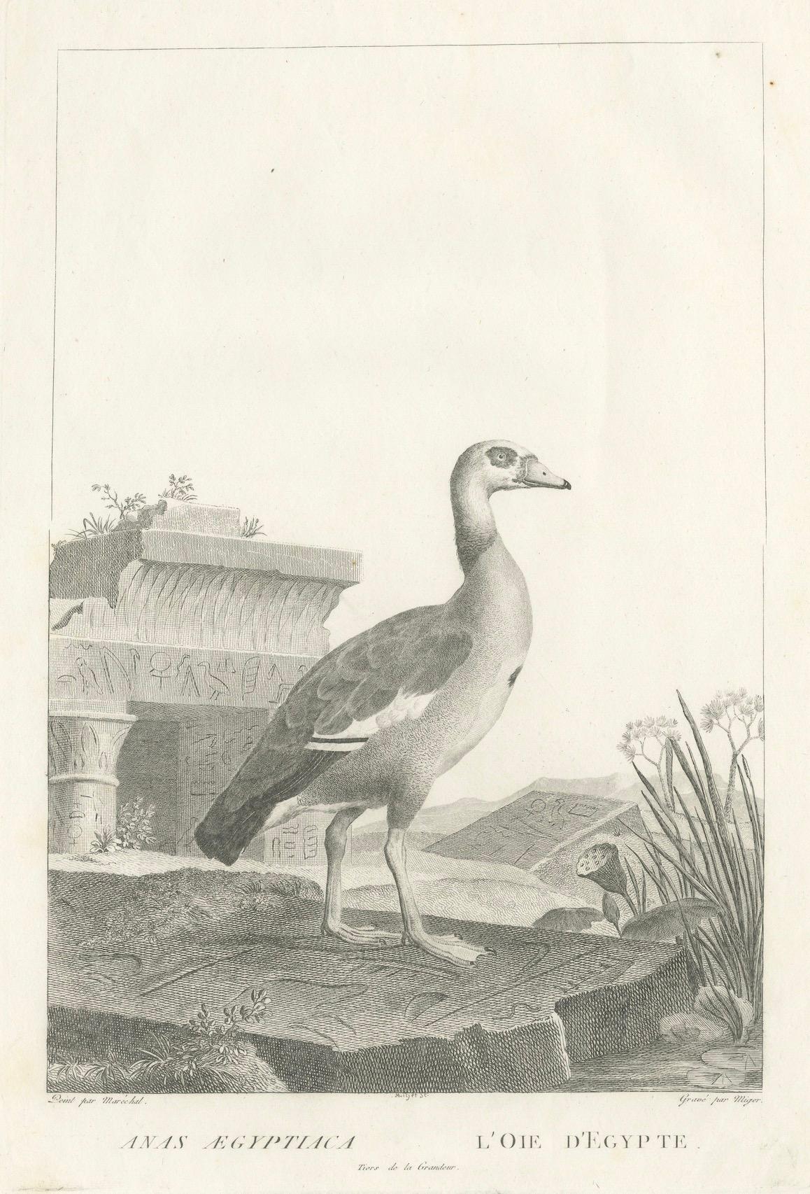 Début du XIXe siècle Gravure de l'oie égyptienne par Nicolas Maréchal et A.I.C. Miger, 1808 en vente