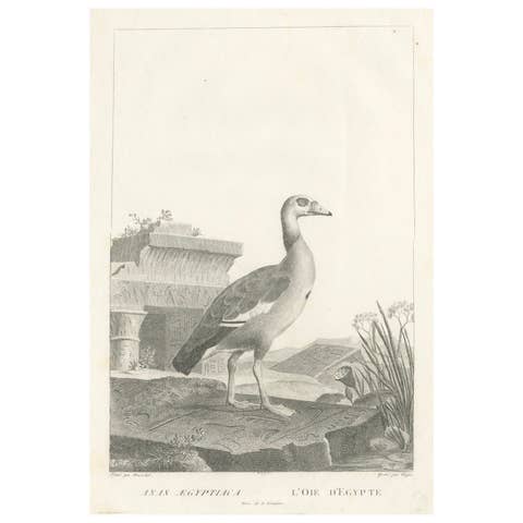 Engraving of Egyptian Goose by Nicolas Maréchal and S.C. Miger, 1808