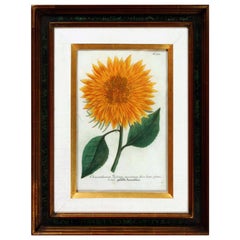 Engraving of Sunflowers by Johann Weinmann