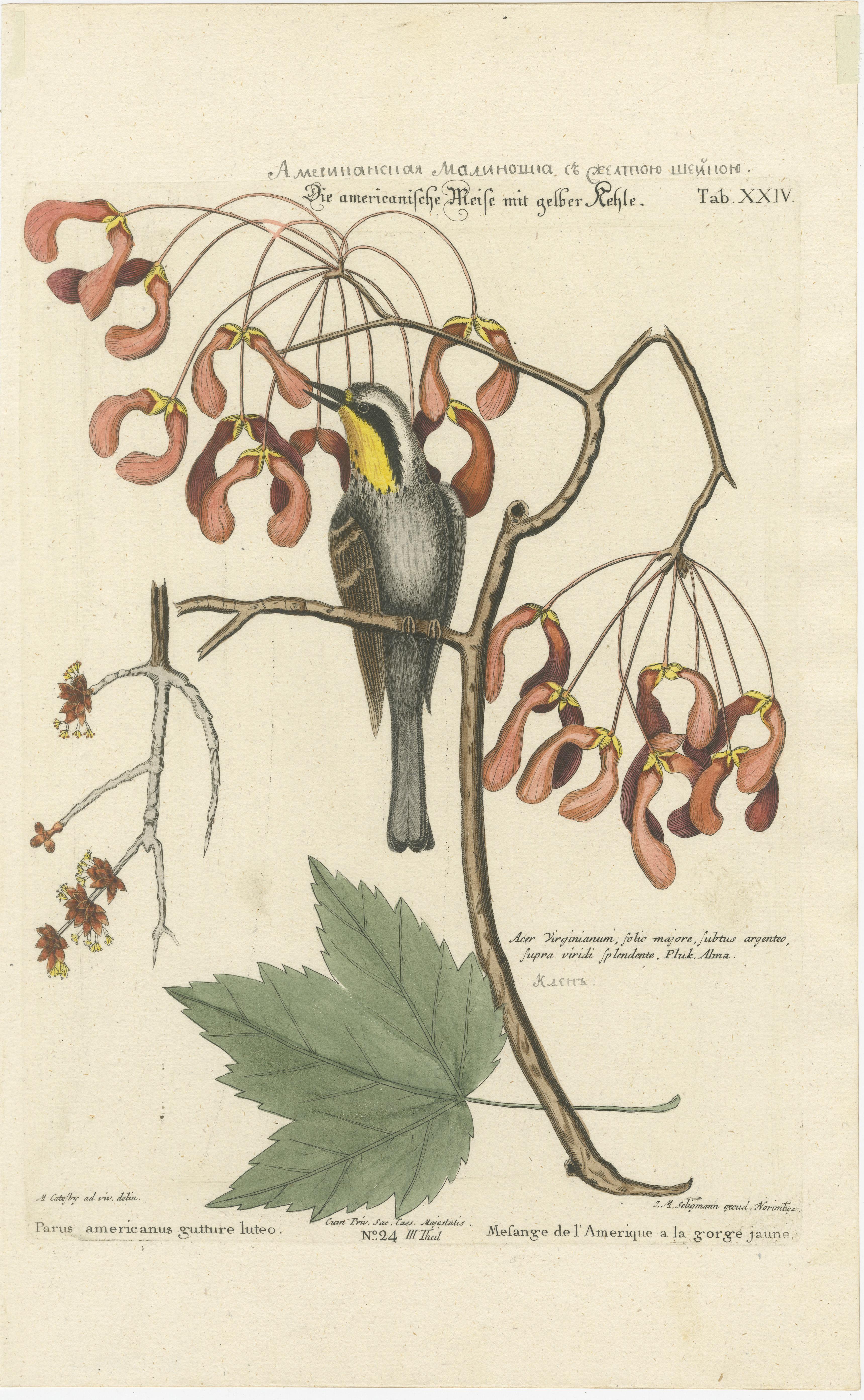 The image is an ornate botanical and ornithological illustration from one of Johann Michael Seligmann's collections, which were based on George Edwards's natural history studies.

The bird depicted in the image is identified with the Latin name