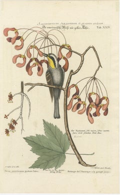 Engraving of The American Tit Bird with Yellow Throat in Old Handcoloring, 1749