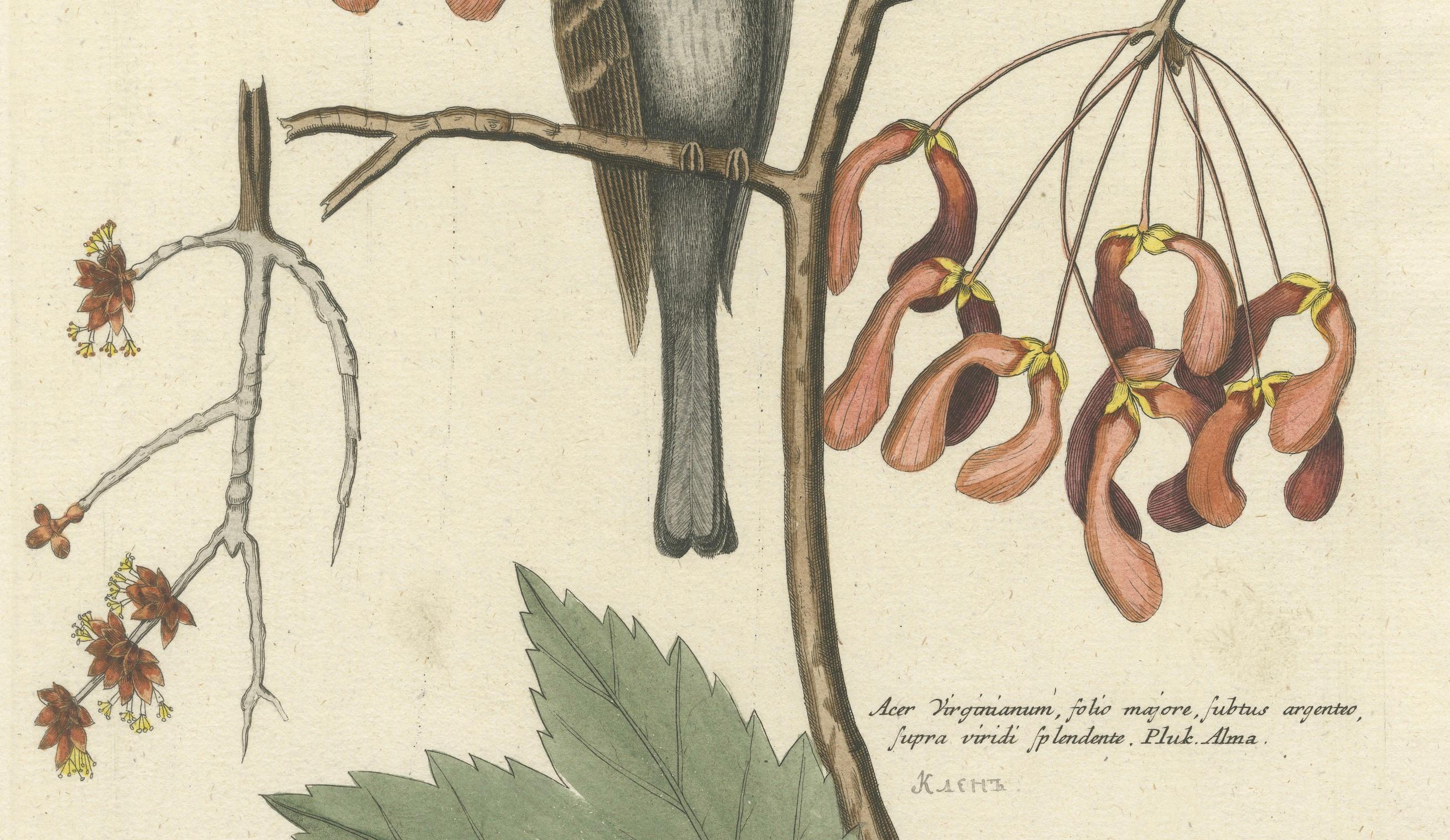 Engraving of The American Tit Bird with Yellow Throat in Old Handcoloring, 1749 In Good Condition For Sale In Langweer, NL