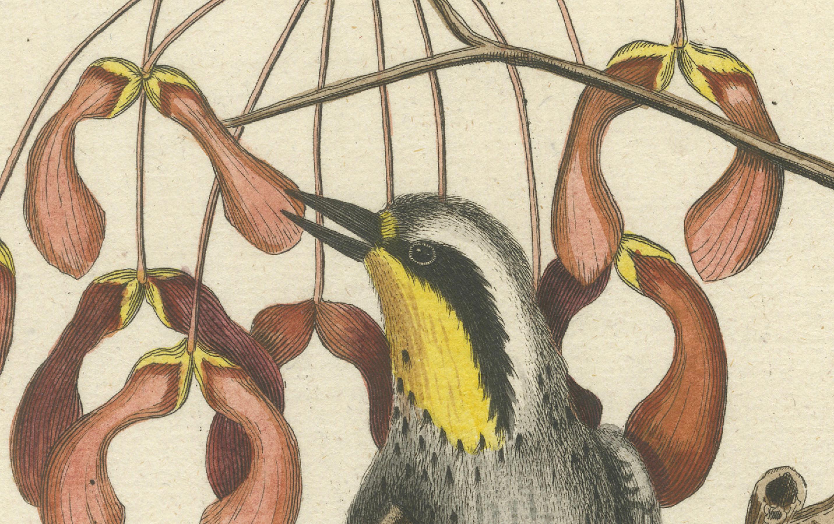 Mid-18th Century Engraving of The American Tit Bird with Yellow Throat in Old Handcoloring, 1749 For Sale