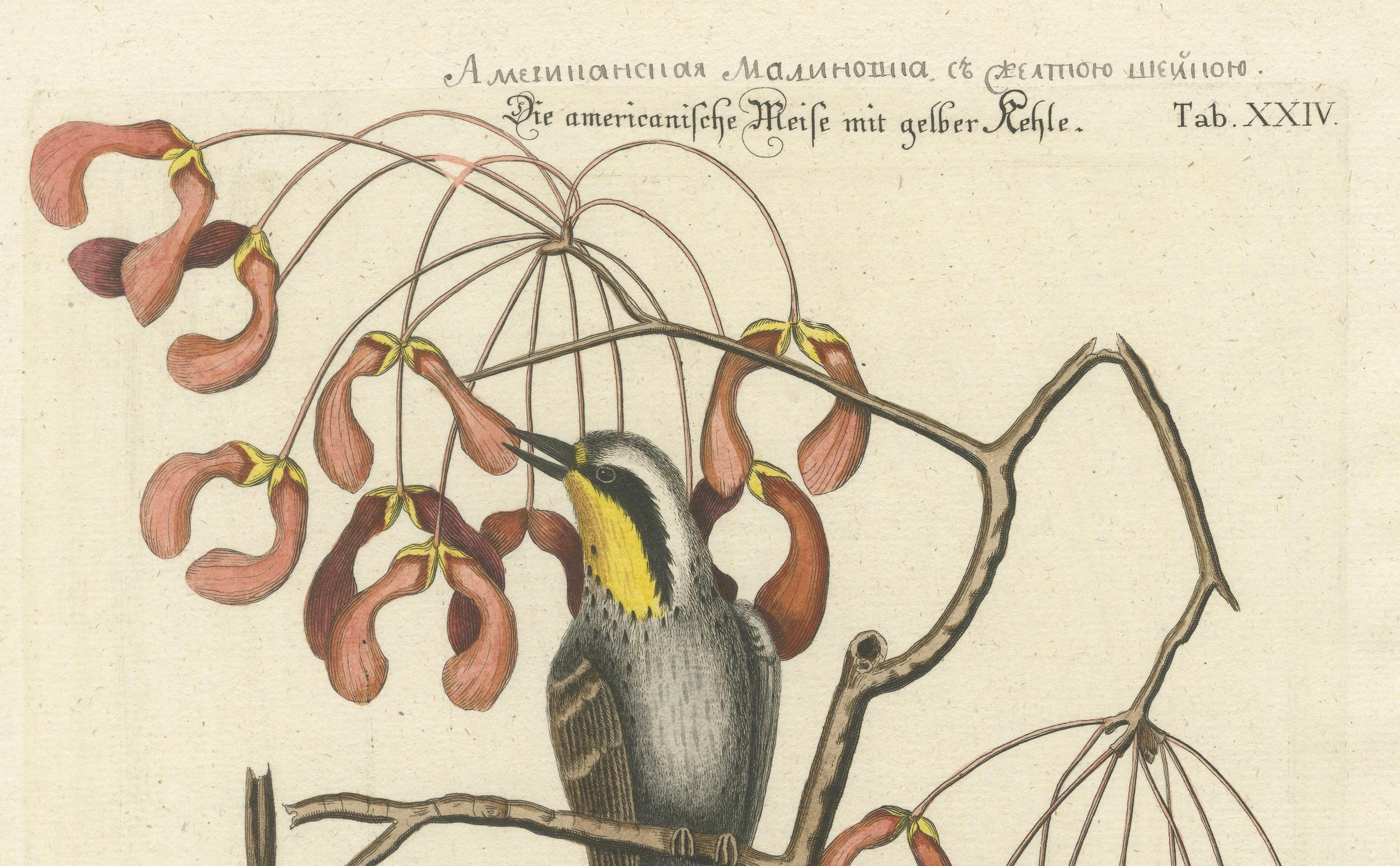 Paper Engraving of The American Tit Bird with Yellow Throat in Old Handcoloring, 1749 For Sale