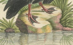 Engraving of the Large Black Duck from Hudson's Bay by Johann Seligmann, ca.1770